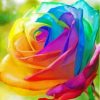 Roses Rainbow Diamond Painting