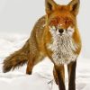 Sandfox Animal In Snow Diamond Painting