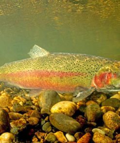 Steelhead Fish Underwater Diamond Painting