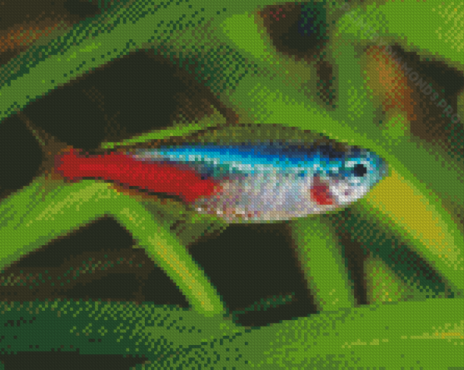 Terta Fish Underwater Diamond Painting