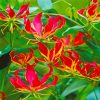 The Gloriosa Lilies Plants Diamond Painting