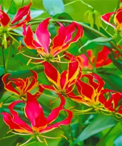 The Gloriosa Lilies Plants Diamond Painting