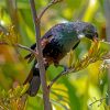 Tui Bird Feeding On Flax Flowers Diamond Painting