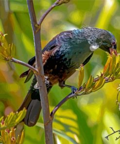 Tui Bird Feeding On Flax Flowers Diamond Painting