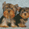 Two Yorkshire Terrier Puppies Diamond Painting