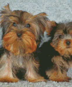 Two Yorkshire Terrier Puppies Diamond Painting