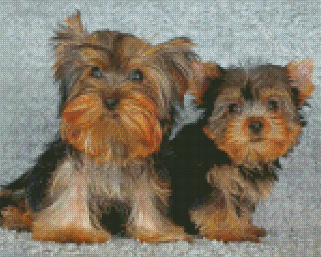 Two Yorkshire Terrier Puppies Diamond Painting