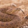 Venomous Rattlesnake Diamond Painting