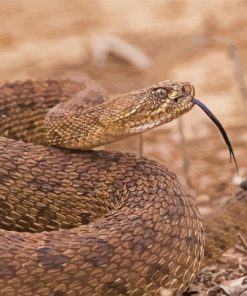 Venomous Rattlesnake Diamond Painting