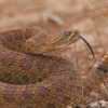 Venomous Rattlesnake Diamond Painting