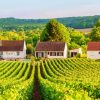 Vineyard France Diamond Painting