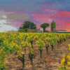 Vineyard France Sunset Diamond Painting