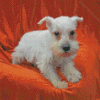 White Miniature Schnauzer Diamond Painting