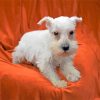 White Miniature Schnauzer Diamond Painting