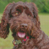 Adorable Chocolate Labradoodle Diamond Painting