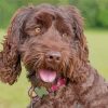 Adorable Chocolate Labradoodle Diamond Painting