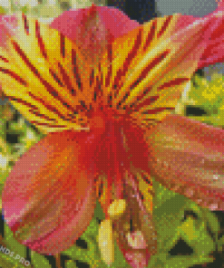 Aesthetic Alstroemeria Diamond Painting