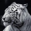 Aesthetic Black And White Tiger Diamond Painting