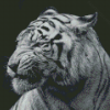 Aesthetic Black And White Tiger Diamond Painting