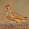 Aesthetic Eurasian Skylark Diamond Painting