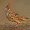 Aesthetic Eurasian Skylark Diamond Painting