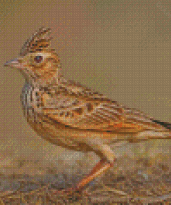 Aesthetic Eurasian Skylark Diamond Painting