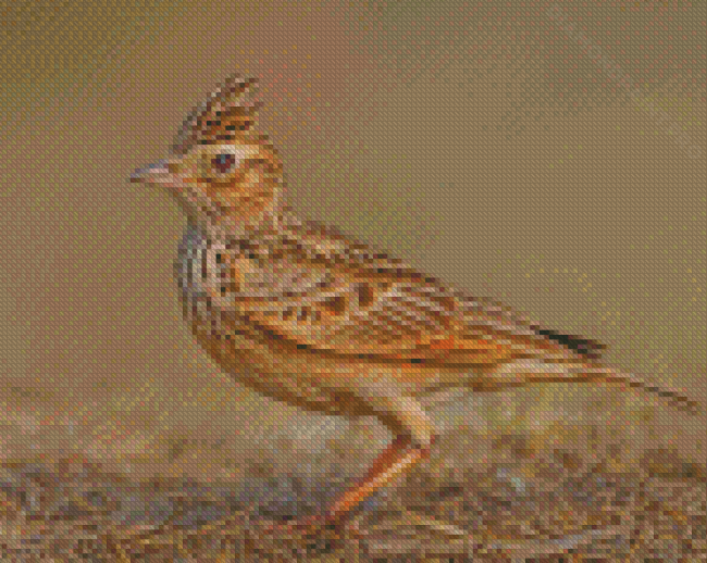 Aesthetic Eurasian Skylark Diamond Painting