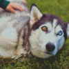 Aesthetic Husky Bicolored Eyes Diamond Painting