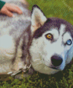 Aesthetic Husky Bicolored Eyes Diamond Painting