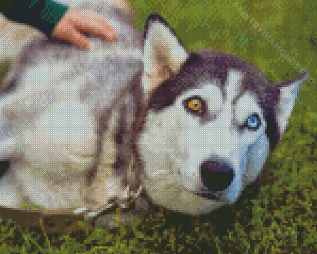 Aesthetic Husky Bicolored Eyes Diamond Painting