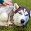 Aesthetic Husky Bicolored Eyes Diamond Painting