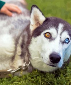 Aesthetic Husky Bicolored Eyes Diamond Painting