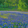 Aesthetic Texas Bluebonnets Diamond Painting