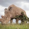 African Rhino Diamond Painting