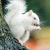 Albino Squirrels Eating Diamond Painting