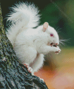 Albino Squirrels Eating Diamond Painting