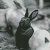 Black And White Bunny Diamond Painting