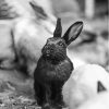 Black And White Bunny Diamond Painting