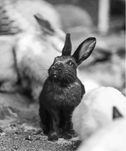 Black And White Bunny Diamond Painting