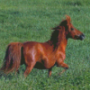 Brown Mini Horse Diamond Painting