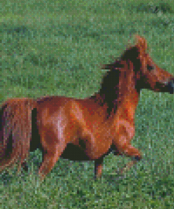 Brown Mini Horse Diamond Painting