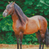 Brown Paso Fino Diamond Painting