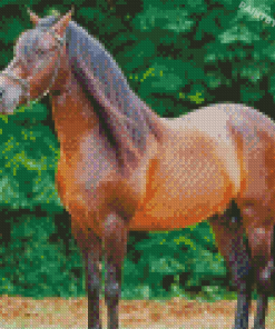 Brown Paso Fino Diamond Painting