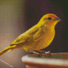 Canary Bird Diamond Painting