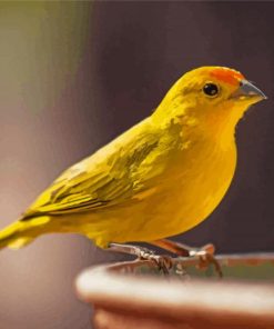 Canary Bird Diamond Painting