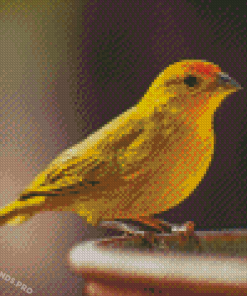 Canary Bird Diamond Painting