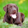 Chocolate Lab Diamond Painting