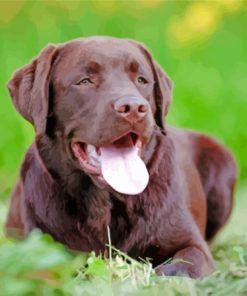 Chocolate Lab Diamond Painting