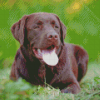 Chocolate Lab Diamond Painting