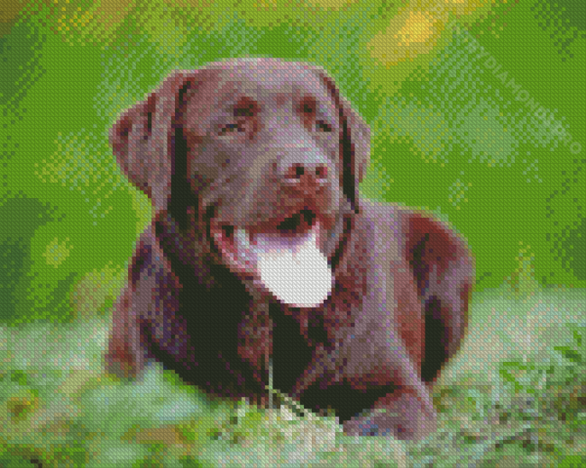 Chocolate Lab Diamond Painting